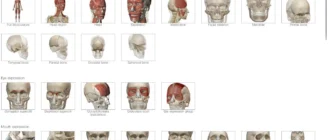 Aktivatsiya Muscle Premium 4.0.09 Portable.webp