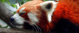 Aktivatsiya Swagarch 18.10 1xdvd.webp