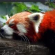 Aktivatsiya Swagarch 18.10 1xdvd.webp