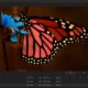 Aktivatsiya Topaz Gigapixel Ai 8.0.3.webp
