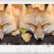 Aktivatsiya Topaz Gigapixel Ai Pro 8.3.3 Repack By Kpojiuk.webp