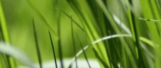 Aktivatsiya Translucenttb 9.0.webp