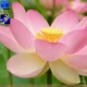 Aktivatsiya Windows 8.1 Pro With Update 6.3.9600.17031 Lite 3 By Divet.webp