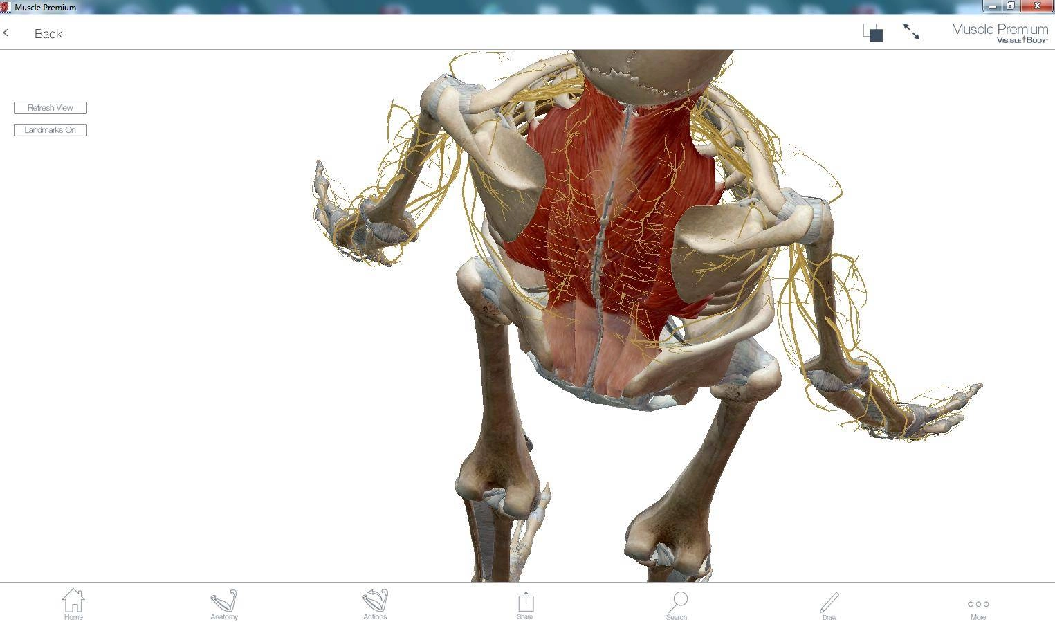 Как пользоваться Muscle Premium 4.0.09 Portable